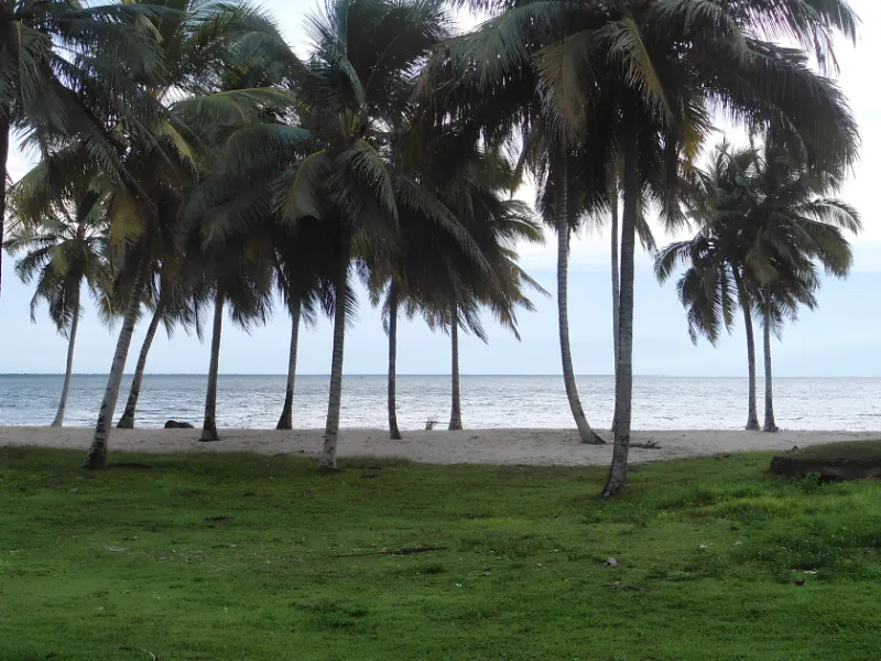 playa larga cuba palms